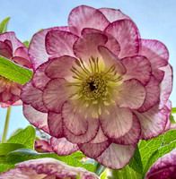 Hellebore