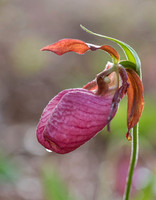 Lady Slippers