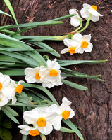Daffodils
