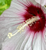Hibiscus