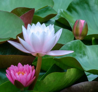 Water Lily