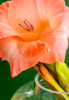 Gladiolus