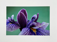 Iris
