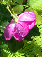 Roses