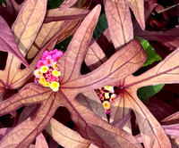 Lantana