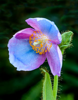 Himalayan Blue Poppy