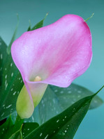 Cala Lily
