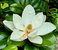 Magnolia
