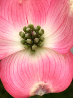 Dogwood