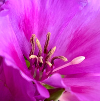 Lisianthus